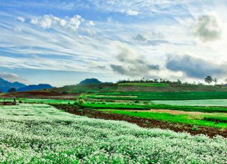 tour moc chau mua thu